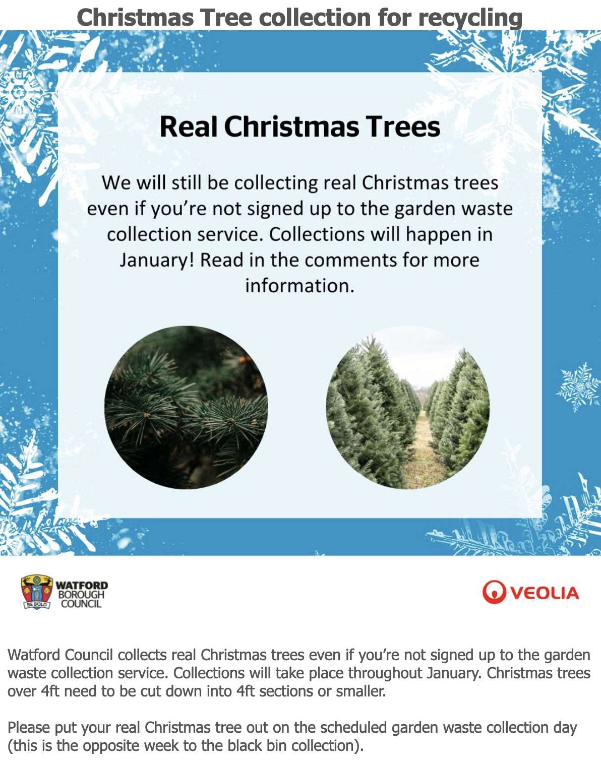 Christmas tree collections in Watford