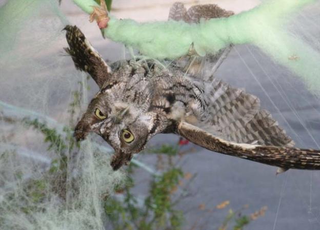 An owl trapped in halloween artificial spiders webs