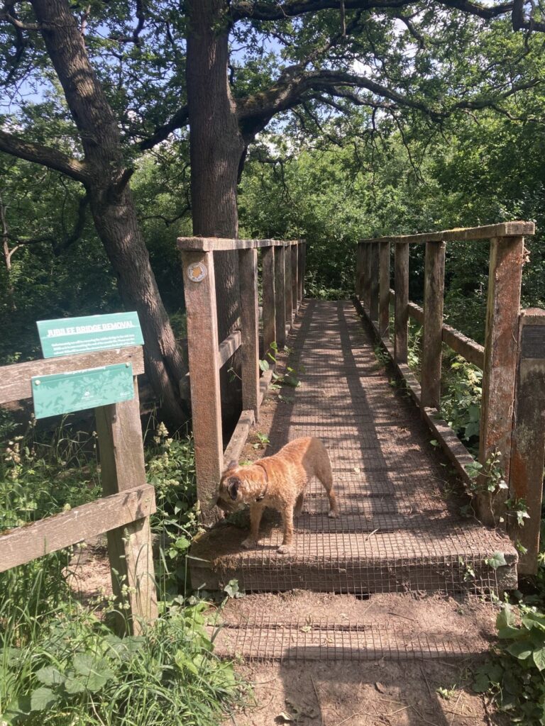 Hartsbourne bridge on Merry Hill, near Oxhey Village, set for demolition