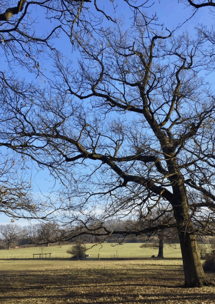 Attenborough fields near Oxhey Village Watford